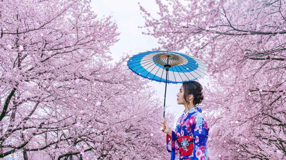 Jepang: Negeri Sakura Dengan Budaya Yang Memikat Dunia
