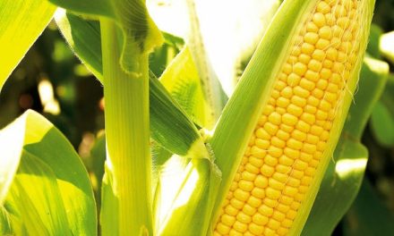Peran Jagung Dalam Perekonomian Dan Industri Pangan