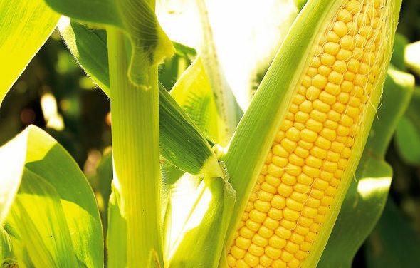 Peran Jagung Dalam Perekonomian Dan Industri Pangan