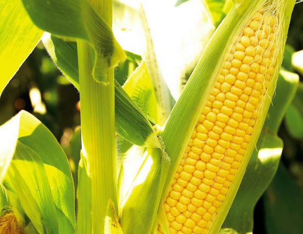 Peran Jagung Dalam Perekonomian Dan Industri Pangan