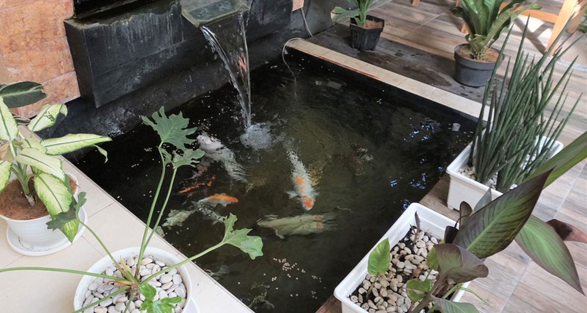 Manfaat Memiliki Kolam Ikan Di Rumah