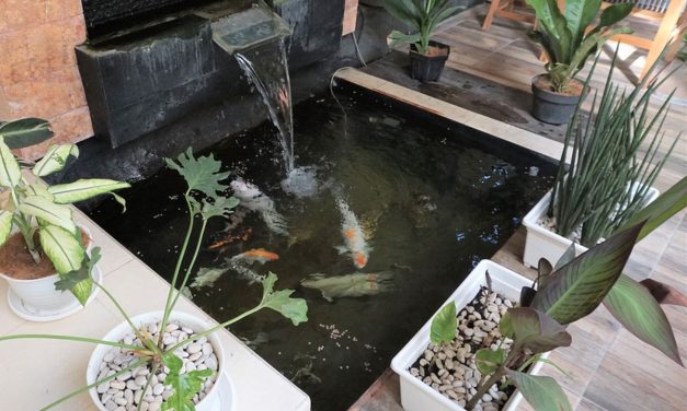 Manfaat Memiliki Kolam Ikan Di Rumah