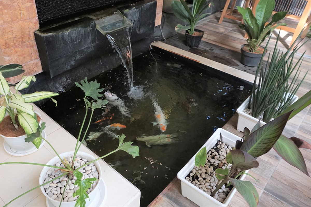 Manfaat Memiliki Kolam Ikan Di Rumah