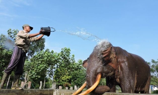 Mengenal Gajah Rahman, Ikon Pelestarian Gajah Di Indonesia