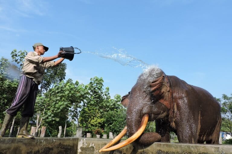 Mengenal Gajah Rahman, Ikon Pelestarian Gajah Di Indonesia
