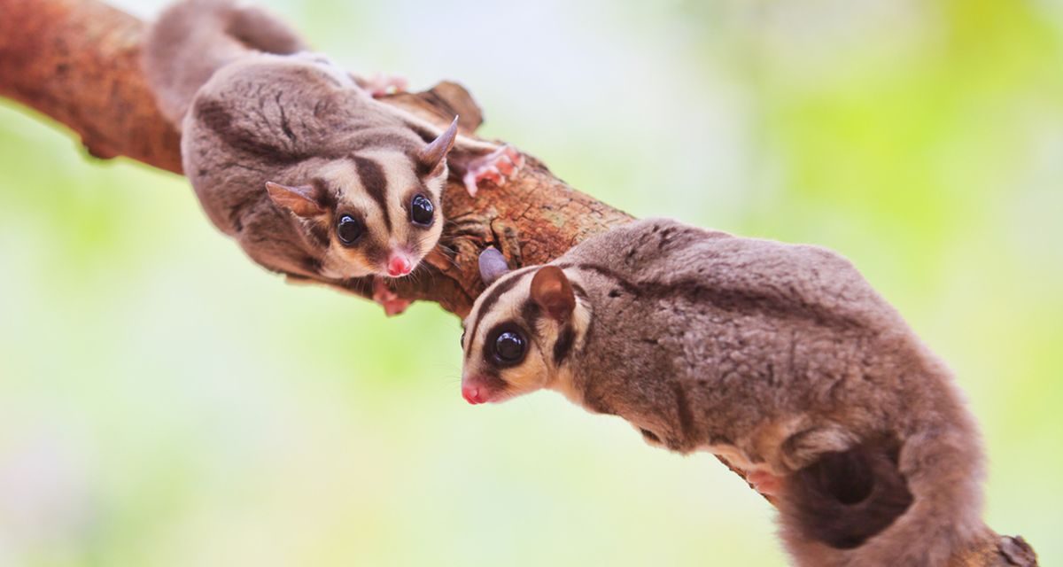 Mengenal Karakter Dan Kebiasaan Unik Sugar Glider