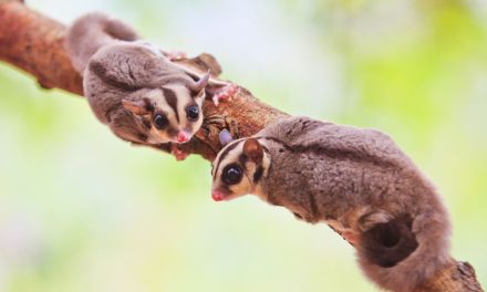 Mengenal Karakter Dan Kebiasaan Unik Sugar Glider
