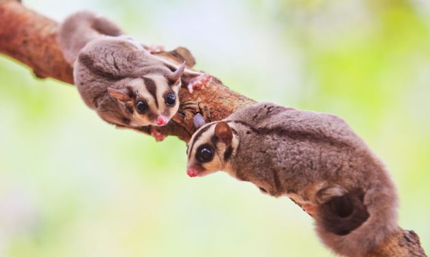 Mengenal Karakter Dan Kebiasaan Unik Sugar Glider
