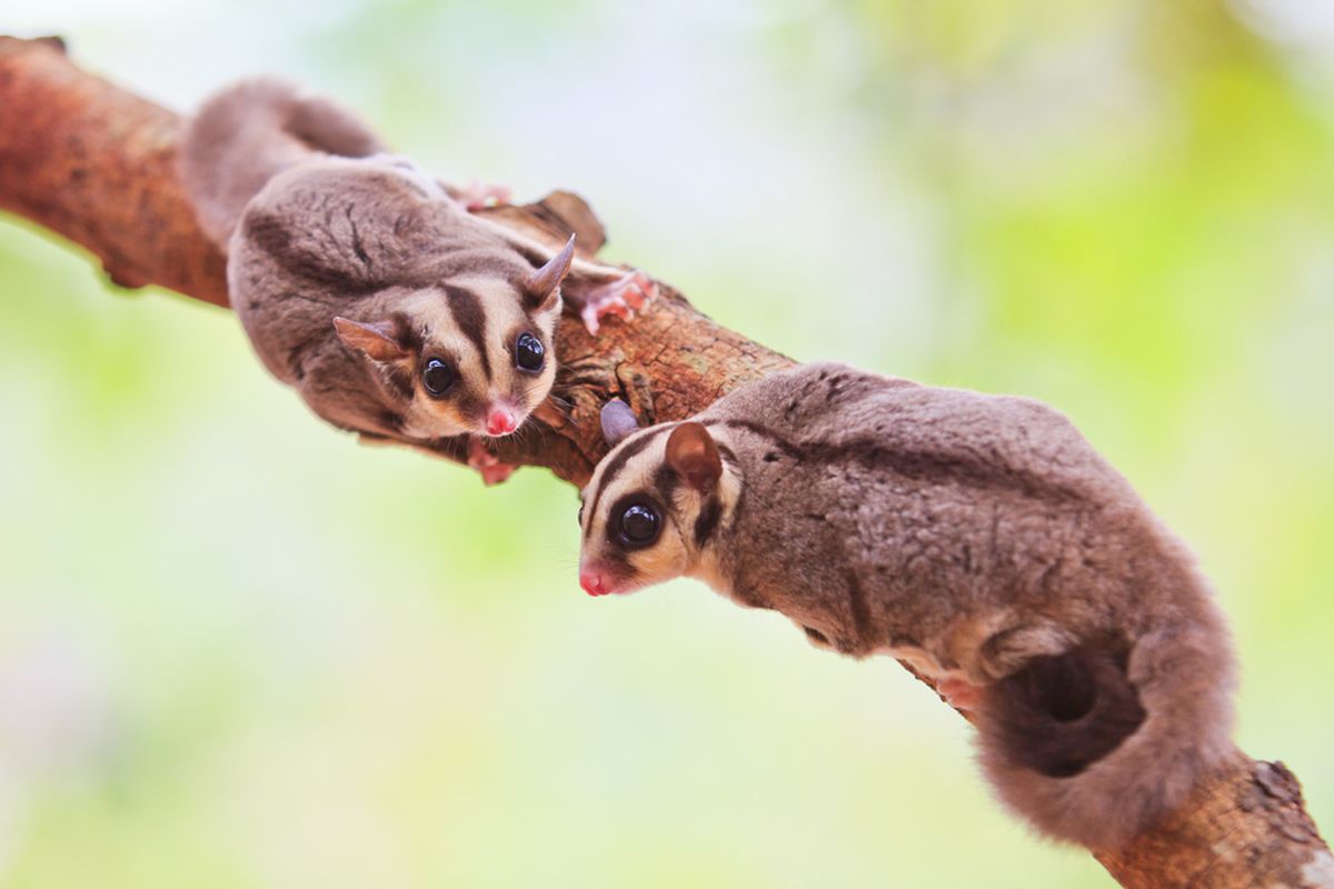Mengenal Karakter Dan Kebiasaan Unik Sugar Glider