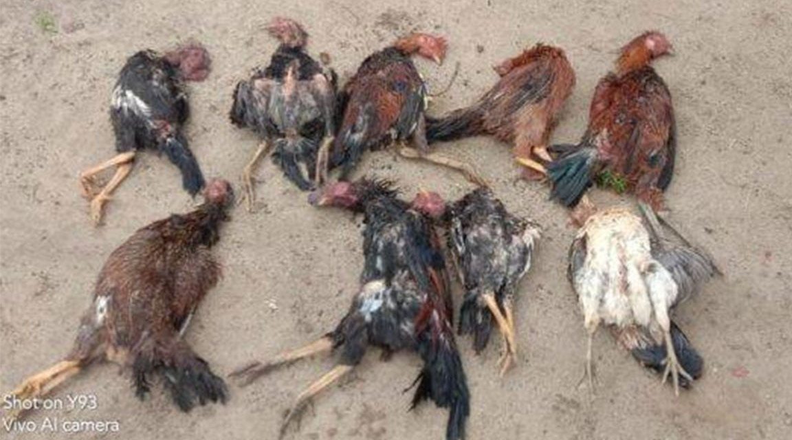 Penyebab Ayam Mudah Sakit Dan Cara Pencegahannya