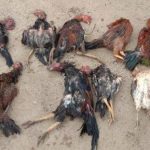 Penyebab Ayam Mudah Sakit Dan Cara Pencegahannya