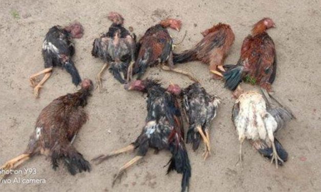 Penyebab Ayam Mudah Sakit Dan Cara Pencegahannya