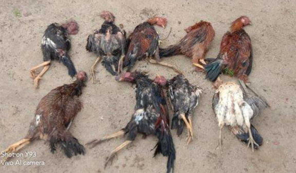Penyebab Ayam Mudah Sakit Dan Cara Pencegahannya