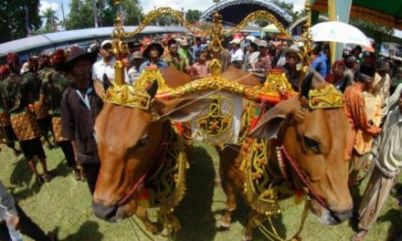 Tradisi Idul Adha Di Berbagai Daerah Indonesia Yang Unik