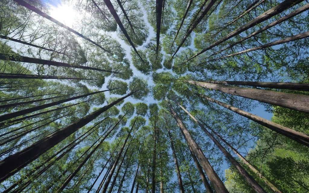 Upaya Pelestarian Hutan Yang Bisa Dilakukan Generasi Muda