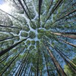Upaya Pelestarian Hutan Yang Bisa Dilakukan Generasi Muda