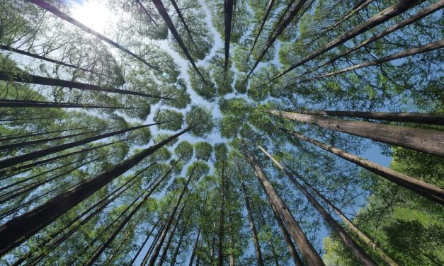 Upaya Pelestarian Hutan Yang Bisa Dilakukan Generasi Muda