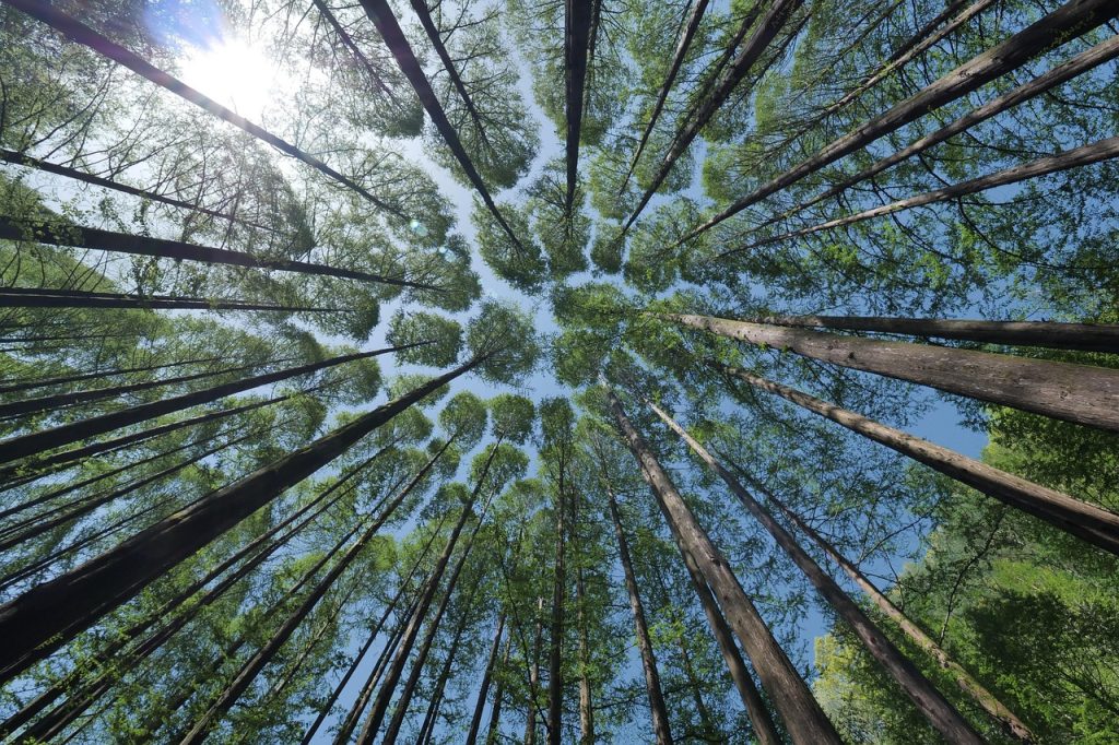 Upaya Pelestarian Hutan Yang Bisa Dilakukan Generasi Muda