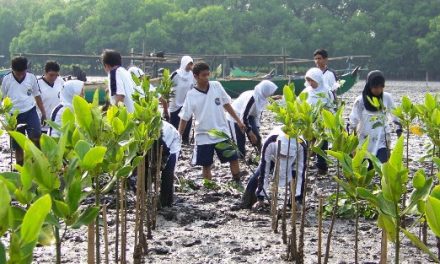 Upaya Pelestarian Mangrove Di Indonesia