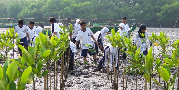 Upaya Pelestarian Mangrove Di Indonesia