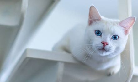 Kucing Anggora: Karakteristik, Perawatan, Dan Memeliharanya