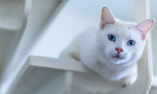 Kucing Anggora: Karakteristik, Perawatan, Dan Memeliharanya