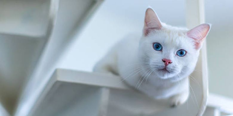Kucing Anggora: Karakteristik, Perawatan, Dan Memeliharanya