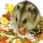 Makanan Hamster: Daftar Pakan Aman Dan Yang Harus Dihindari