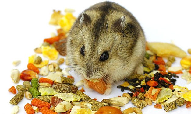 Makanan Hamster: Daftar Pakan Aman Dan Yang Harus Dihindari