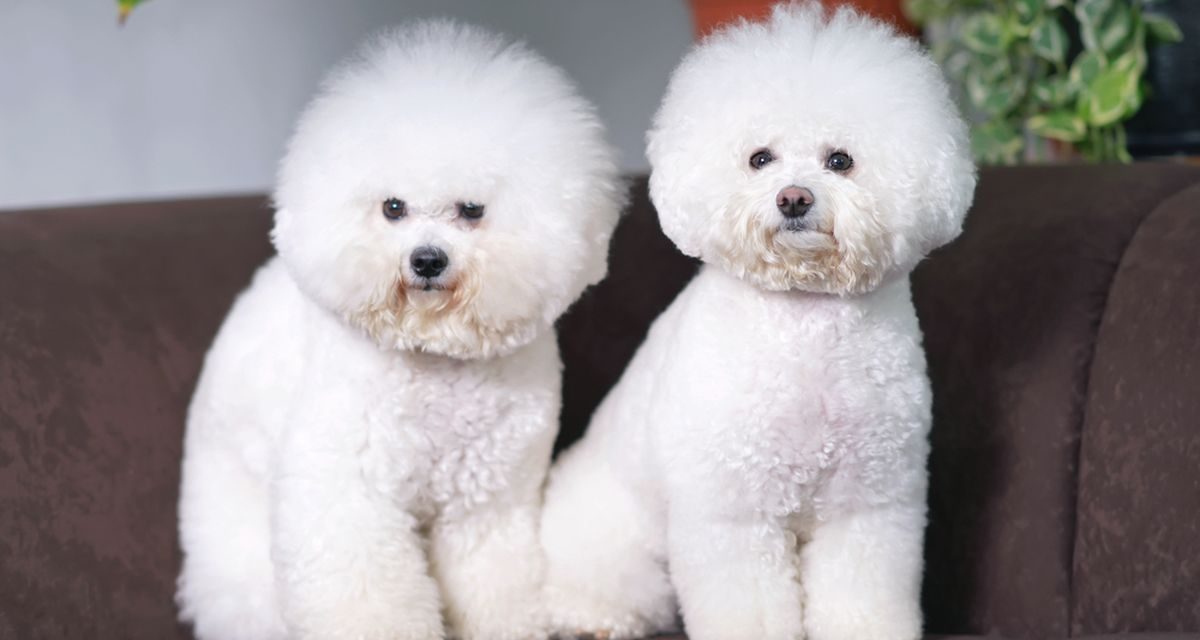 Panduan Lengkap Perawatan Bulu Anjing Bichon Agar Tetap Putih