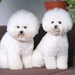 Panduan Lengkap Perawatan Bulu Anjing Bichon Agar Tetap Putih