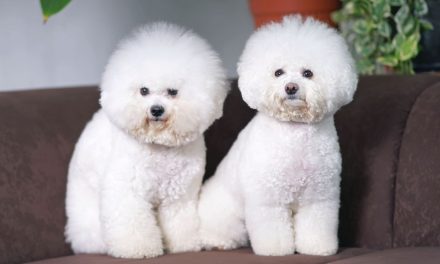 Panduan Lengkap Perawatan Bulu Anjing Bichon Agar Tetap Putih
