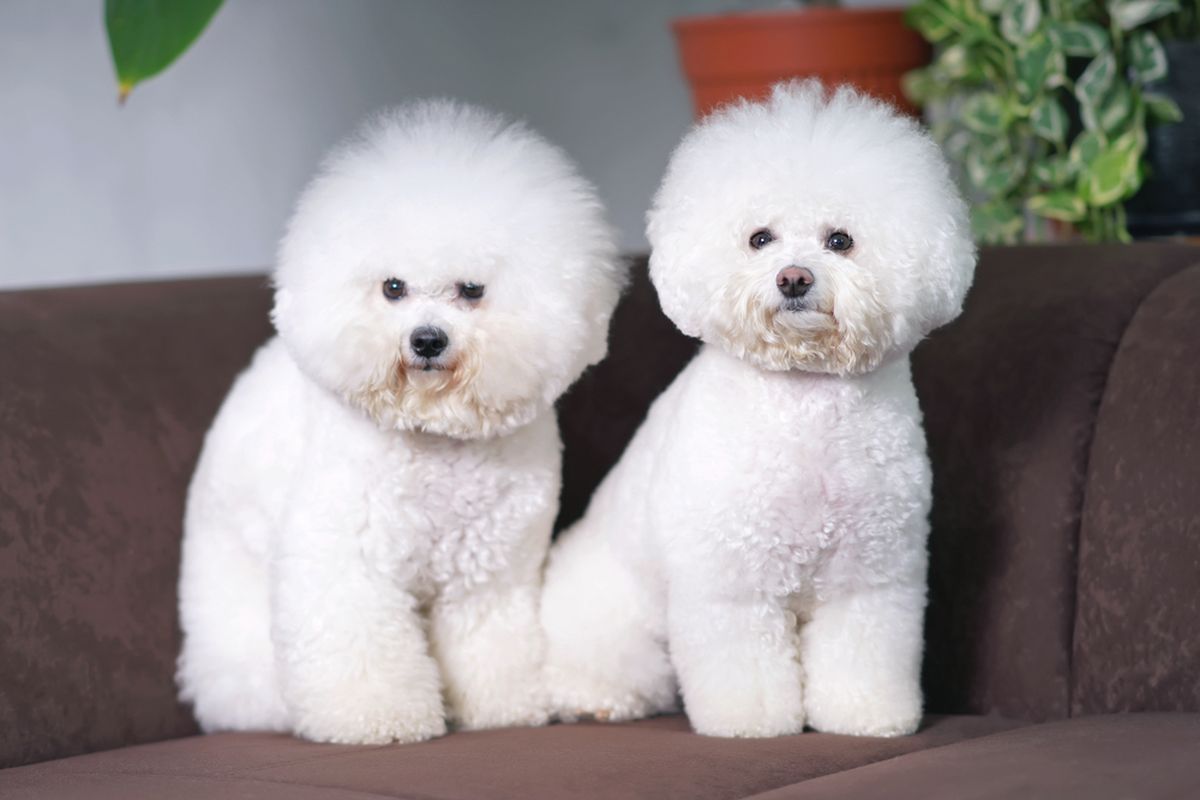 Panduan Lengkap Perawatan Bulu Anjing Bichon Agar Tetap Putih