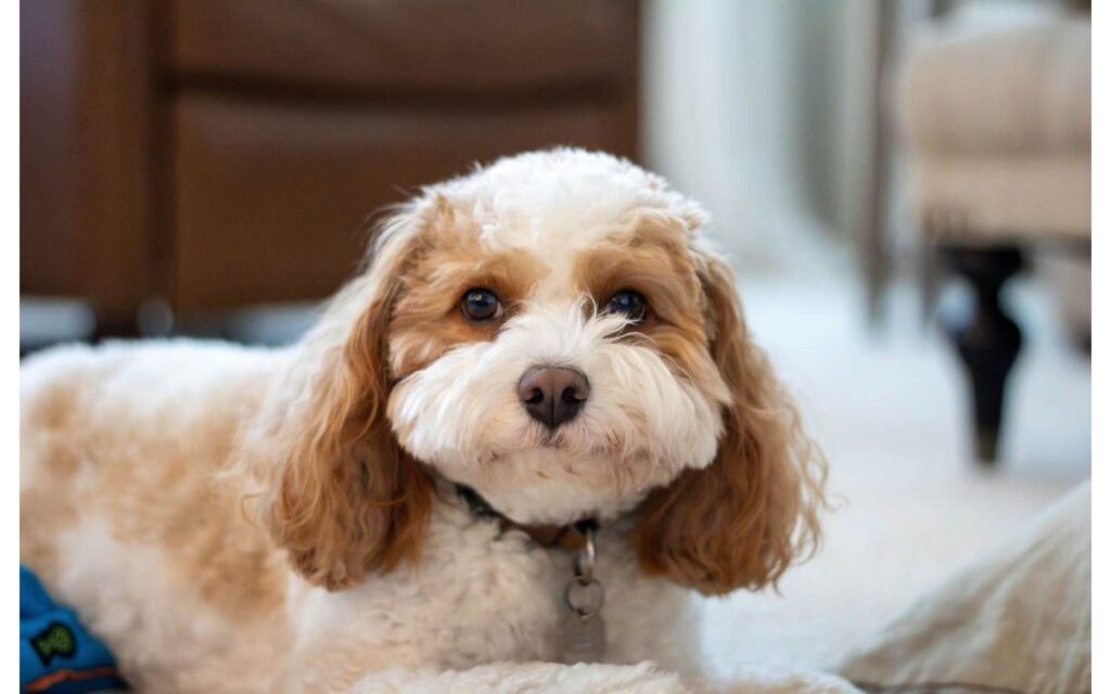 Perawatan Bulu Anjing Poodle Tetap Lembut Dan Bebas Kusut