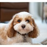 Perawatan Bulu Anjing Poodle Tetap Lembut Dan Bebas Kusut