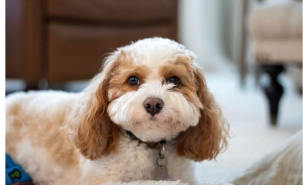 Perawatan Bulu Anjing Poodle Tetap Lembut Dan Bebas Kusut