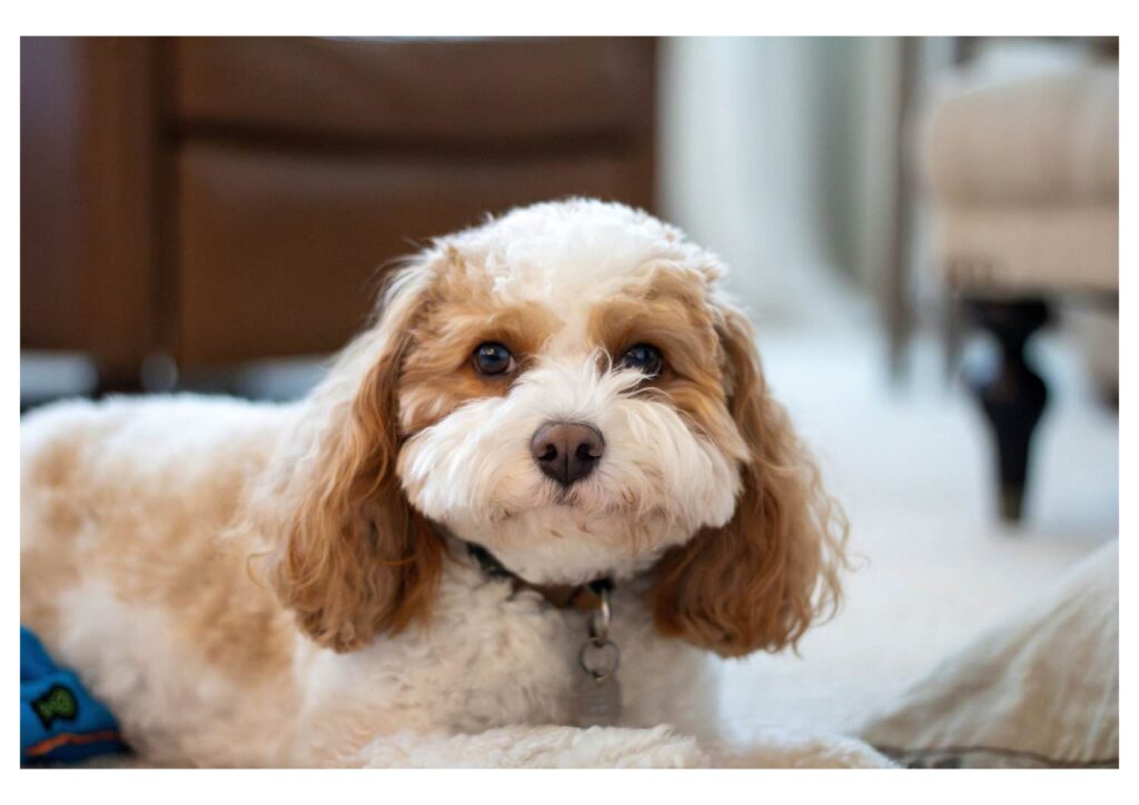 Perawatan Bulu Anjing Poodle Tetap Lembut Dan Bebas Kusut