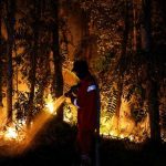 Kebakaran Hutan Kalimantan: Penyebab, Dan Penanganannya