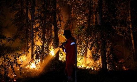 Kebakaran Hutan Kalimantan: Penyebab, Dan Penanganannya