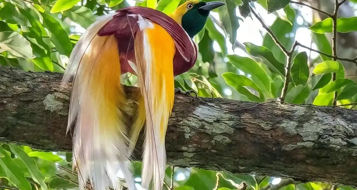 Ancaman Kebakaran Terhadap Habitat Burung Cenderawasih