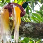 Ancaman Kebakaran Terhadap Habitat Burung Cenderawasih