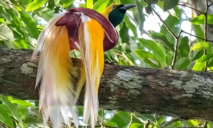 Ancaman Kebakaran Terhadap Habitat Burung Cenderawasih