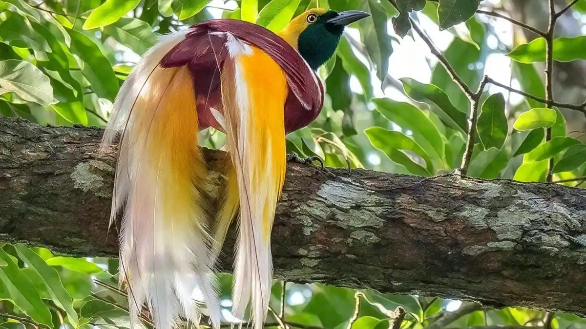 Ancaman Kebakaran Terhadap Habitat Burung Cenderawasih